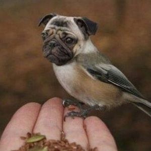 Meet your Posher, Joyce